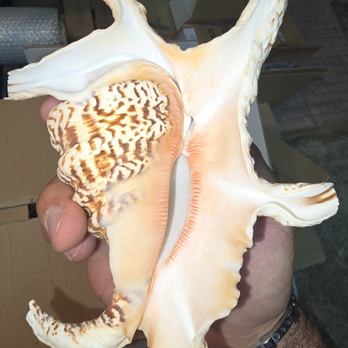 Natural Lambis Harpago Chiragra seashell used, coastal decor