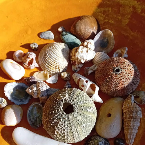 Seashells new, collected from Aegean beaches for decoration and crafts