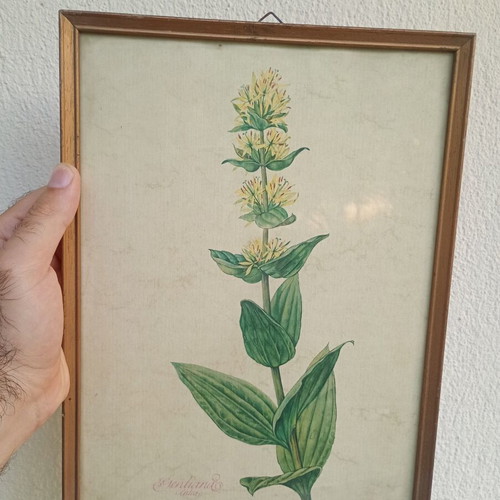 Vintage Gentiana Lutea framed print used