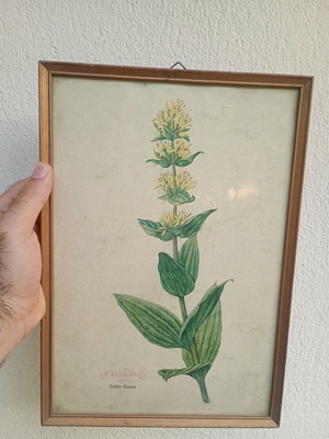 Vintage κάδρο Gentiana Lutea μεταχειρισμένο