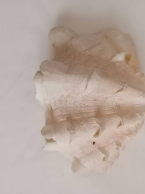 Κοχύλι Tridacna 15cm καινούργιο, φυσικό διακοσμητικό
