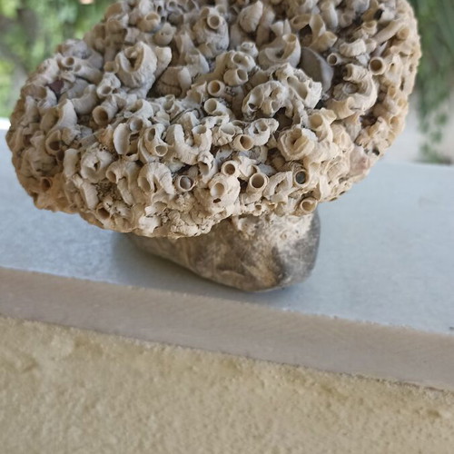Large Collector's Marine Rock Rapiali 3+ Kg with Ficopomatus Colony