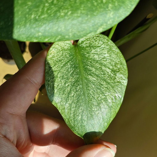 Monstera Mint plant
