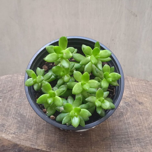 Sedum Nussbaumerianum succulent in nursery pot new