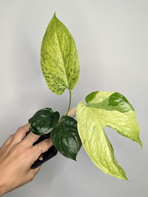 Amydrium Medium Variegated φυτό