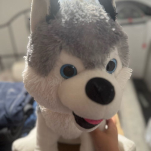 Plush husky large, like new