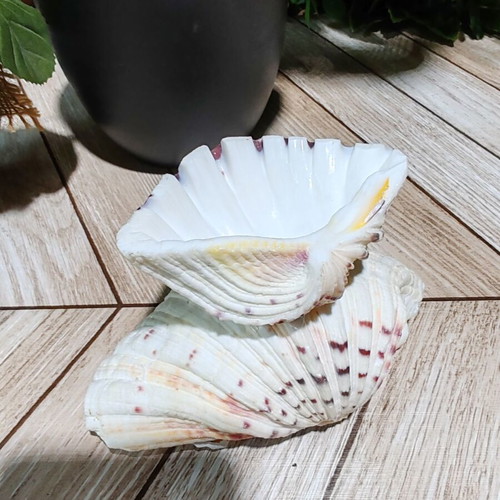 Vintage natural ocean shell bowl, royal design
