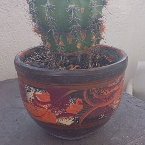 Echinopsis cactus large in hand-painted ceramic pot like new