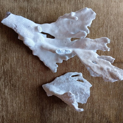 Natural coral used