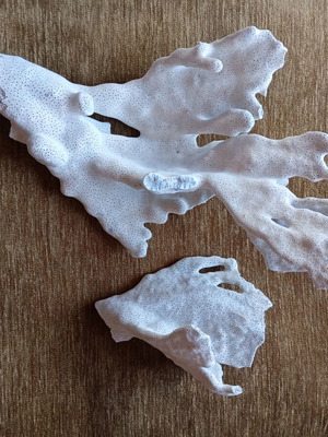 Natural coral used