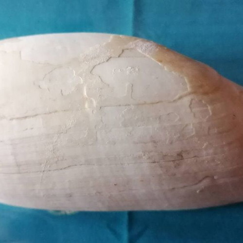 Medium Seashell #1 used