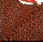  Scotch & Soda medium ολόσωμη φόρμα animal print σε άριστη κατασταση