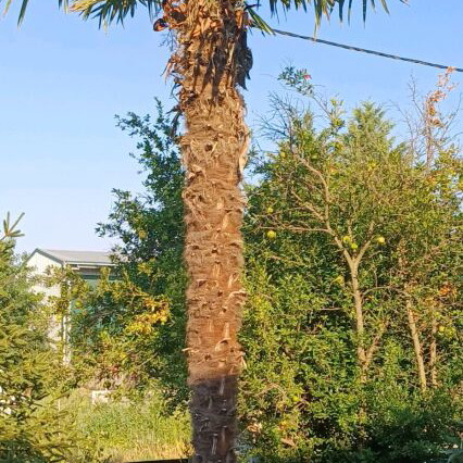 Natural palm tree 5.5 meters new