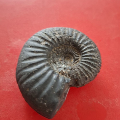 Trilobite fossil like new, 160 million years old, 5.5 cm
