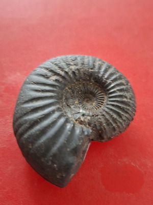Trilobite fossil like new, 160 million years old, 5.5 cm