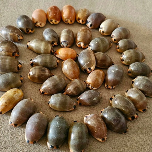 Mini Pig Shells like new, pack