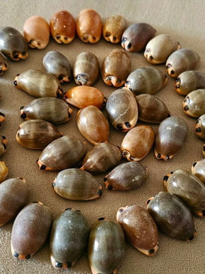 Mini Pig Shells like new, pack