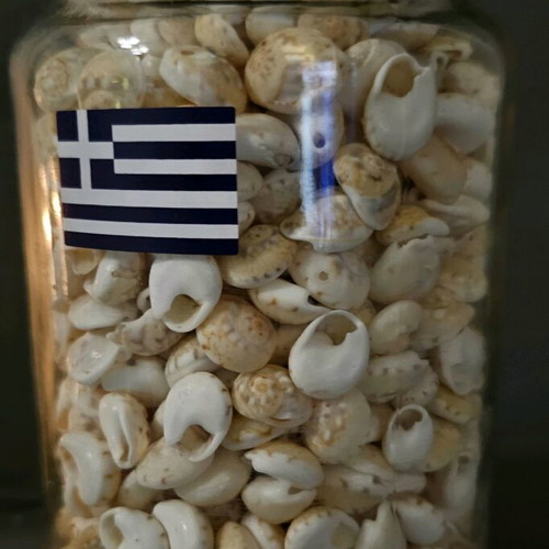 Trivia Neritea Mini Seashells Like New in Jar