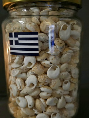 Trivia Neritea Mini Seashells Like New in Jar