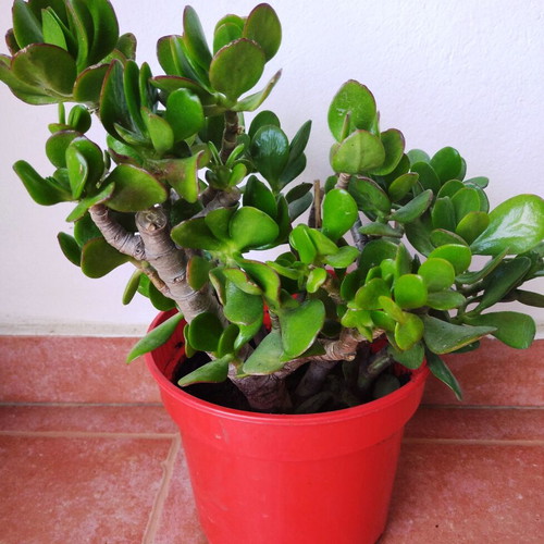 Crassula plant new for indoor and outdoor use