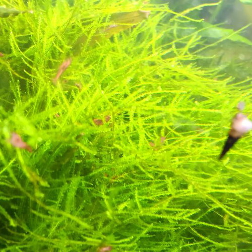 Java moss aquarium plant