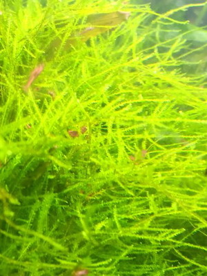 Java moss aquarium plant