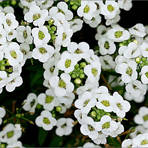 Lobularia Maritima Alyssum flower seeds, white & light purple, aromatic
