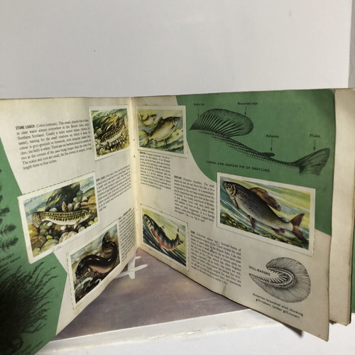 Vintage Brooke Bond Tea cards Freshwater Fish complete set used