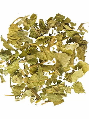 Alchemilla leaf new from Turkey