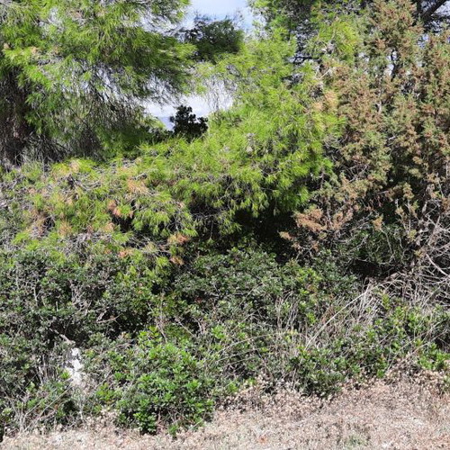 Land 1000 m² in Pefkali Corinthia with view and buildable