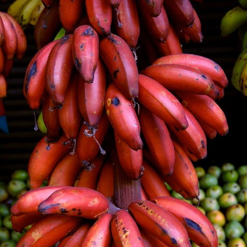 Musa acuminata Red Dacca red banana seeds, pack of 20
