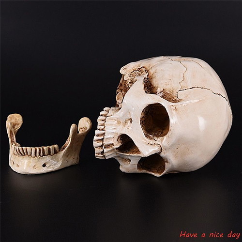 Skull handmade, accurate medical replica, new