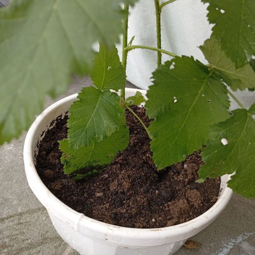 Raspberry plant new, thorny with large red raspberries