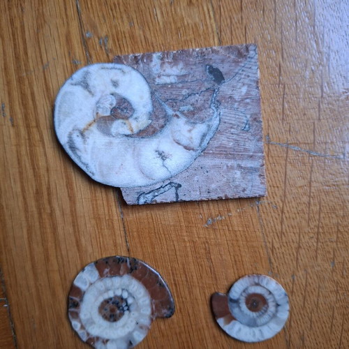 Polished Ammonite Fossils like new