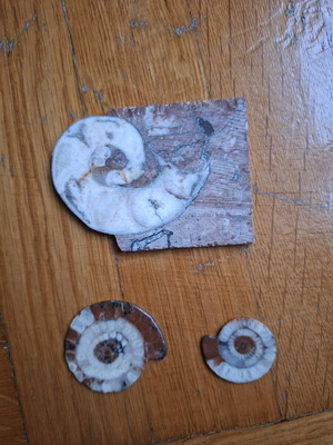 Polished Ammonite Fossils like new