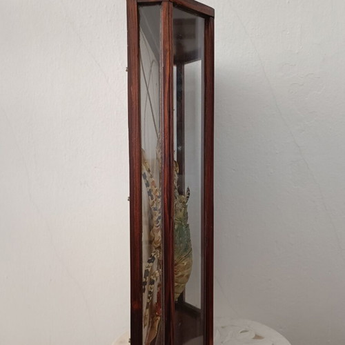Taxidermy lobster in wooden case like new