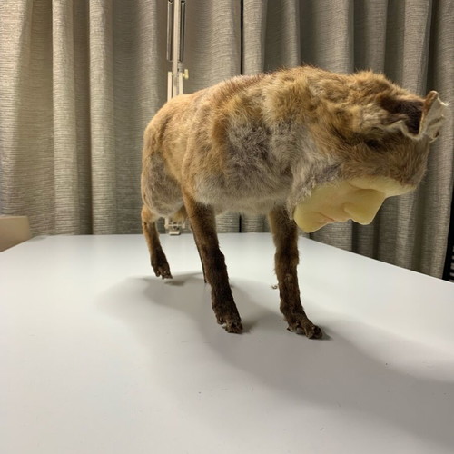 Vintage fox with wax human face used