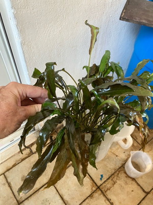 Cryptocoryne Wendtii Aquarium Plants New Variety