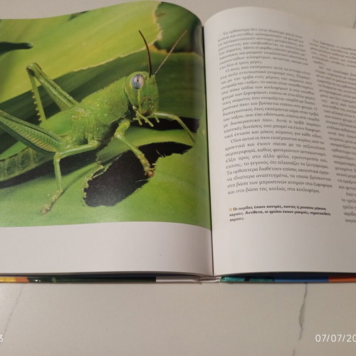 The Encyclopedia of Animals Volume 16 used, Bees, Ants and the World of Insects
