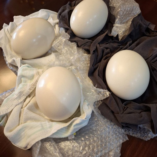 Ostrich eggs new, set of 4