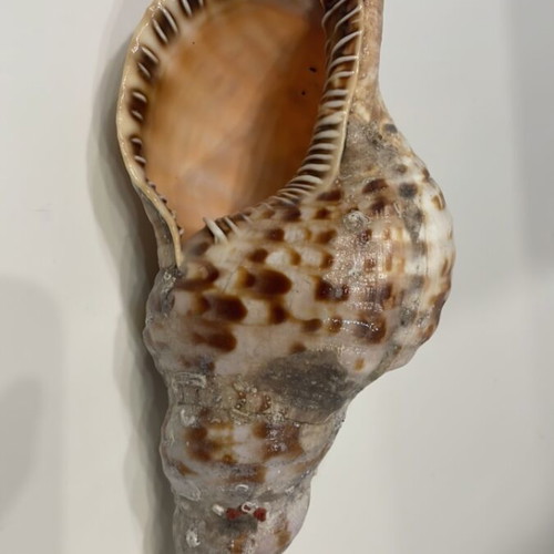 Triton Shell 21 cm new, unprocessed