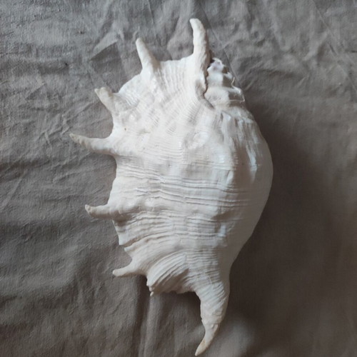 Lambis Truncata shell new, 29 cm length