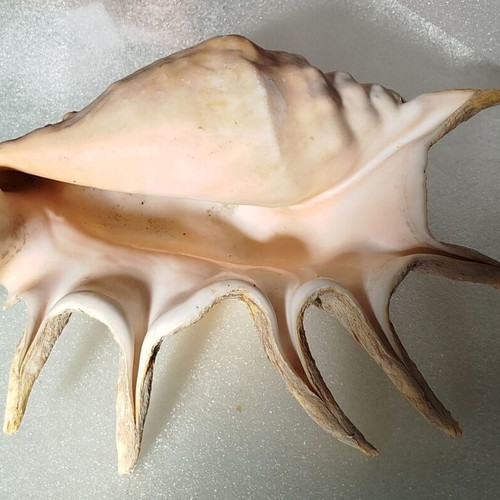 Seashells used, pack of 2 very old over 40 years