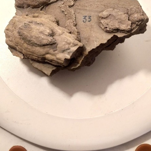 Silicified Hemispherical Stromatolite from Brazil, Precambrian