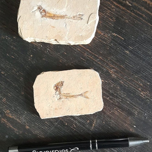 Fish fossils used, set of 2 pieces
