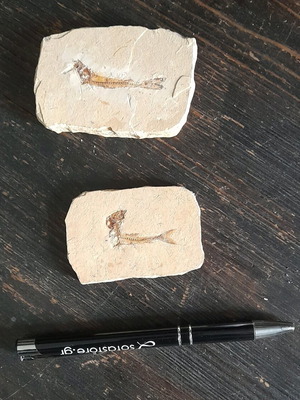 Fish fossils used, set of 2 pieces