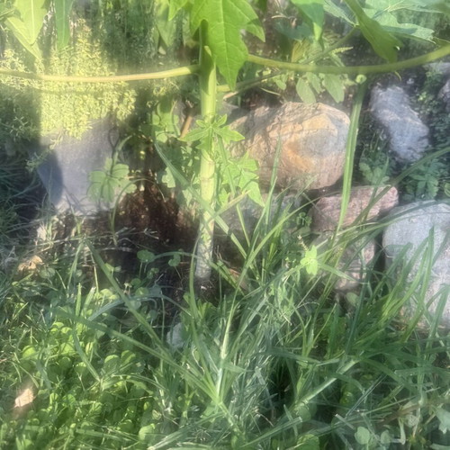 Papaya from Gold variety seed, new