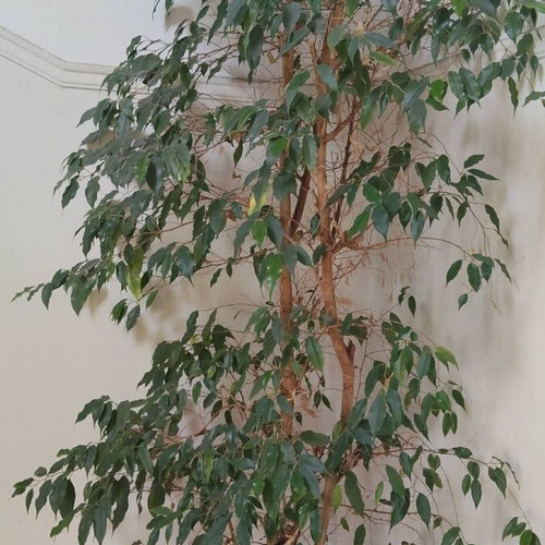 Ficus Benjamina 2.5 Meter Tall Like New Indoor Plant