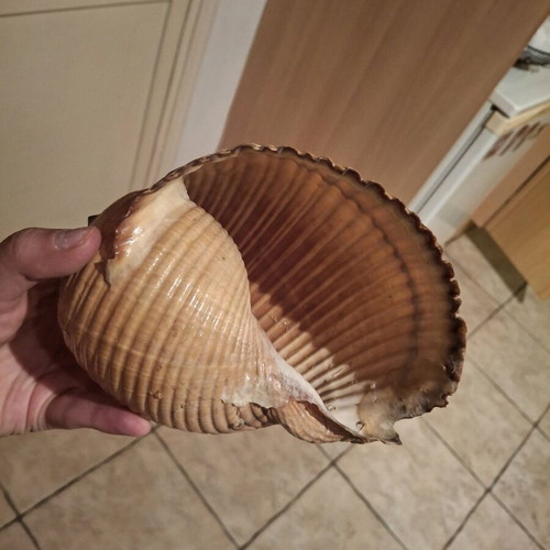 Rare sea shells like new, Bourou, Tona, Charonia