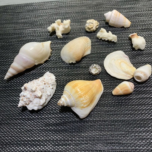 Shells pack like new, unique one by one for decoration
